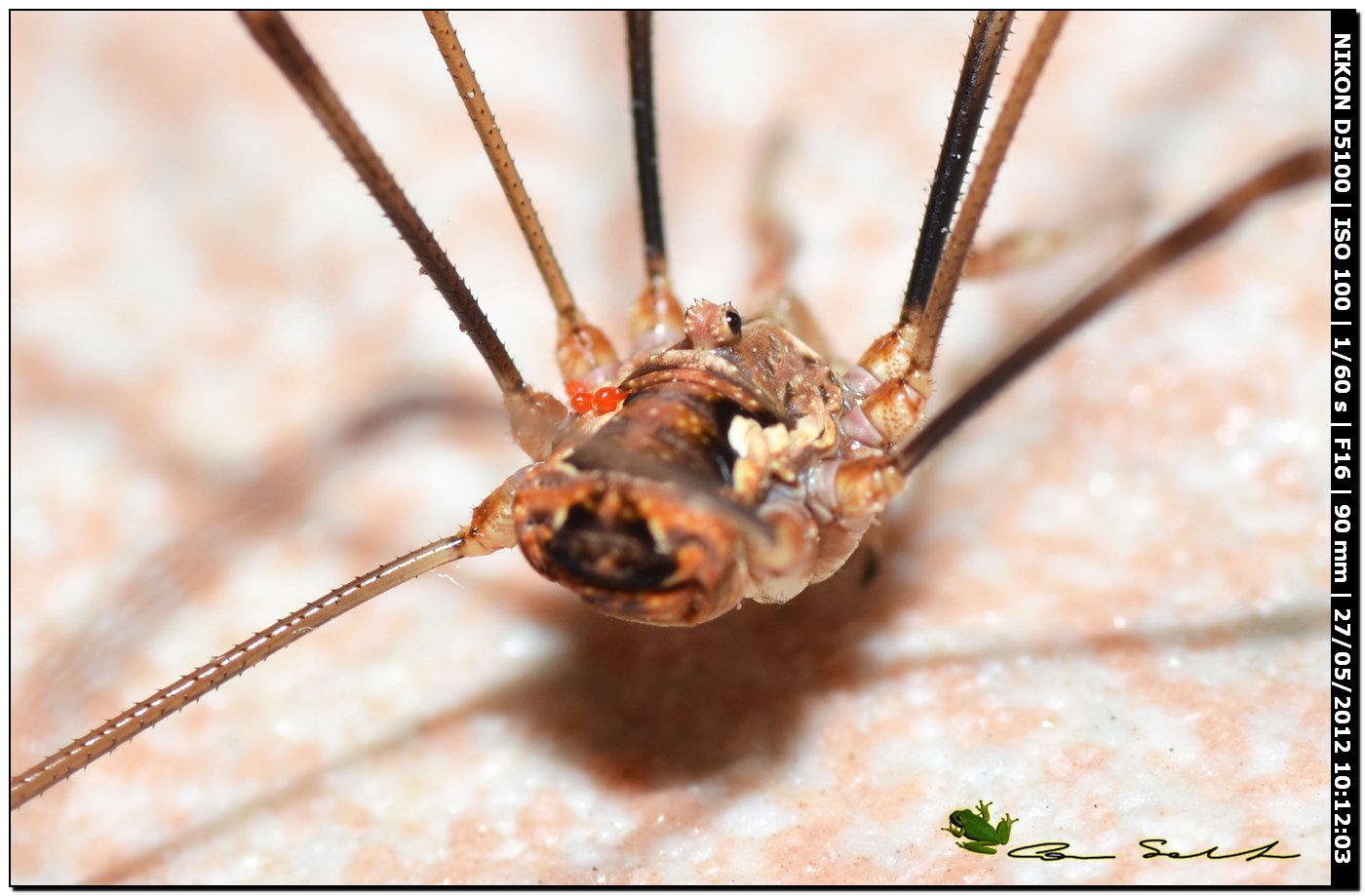 Dasylobus argentatus dal Lago di Baratz 133